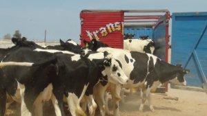 Senasa levanta cuarentena de vaquillonas de raza Holstein Freisian provenientes de Chile