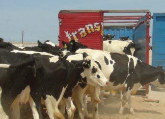 Senasa levanta cuarentena de vaquillonas provenientes de Chile