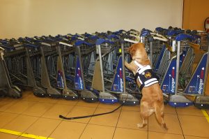 Senasa - Brigada Canina para protección de la agricultura del país