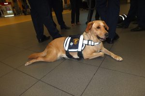 Senasa - Brigada Canina para protección de la agricultura del país