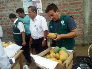 Senasa - Cuarentena interna para prevenir ingreso de moscas de la fruta