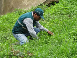 Senasa extrema vigilancia en zonas agrícolas afectadas por lluvias