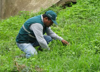 Tumbes: Extreman vigilancia en zonas agrícolas afectadas por lluvias