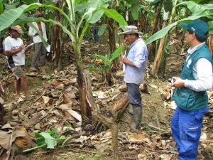 Senasa - ECA de MIP banano contribuye a mejorar producción de pequeños productores