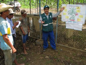 Senasa - ECA de MIP banano contribuye a mejorar producción de pequeños productores