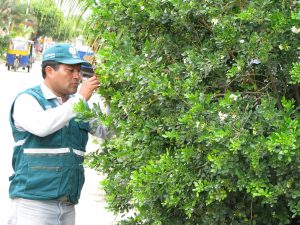 Senasa - Vigilancia permanente para prevenir ingreso de vector del HLB