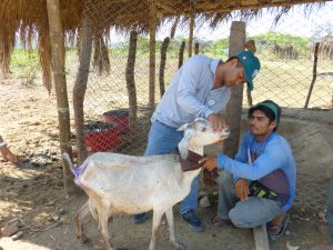 Senasa - Atención de ocurrencia epidemiológica de ganado caprino en Tumbes