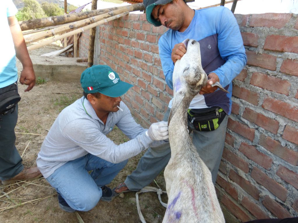 Senasa - Atención de ocurrencia epidemiológica de ganado caprino en Tumbes
