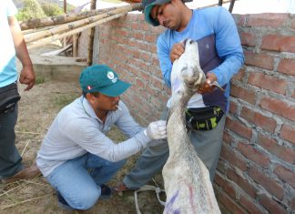 Senasa: Atención de ocurrencia epidemiológica de ganado caprino en Tumbes