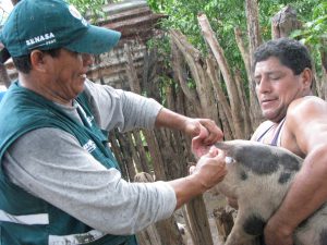 Senasa - Vacunación contra la Peste Porcina Clásica en caseríos alejados de Tumbes