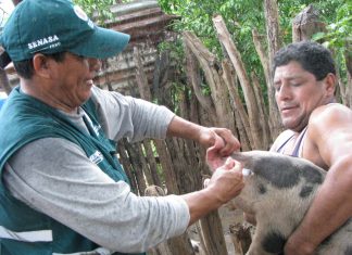Vacunación contra la Peste Porcina Clásica en caseríos alejados de Tumbes