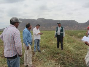 Senasa - Verifican cumplimiento de periodo de campo limpio en predios de Capsicum en Olmos
