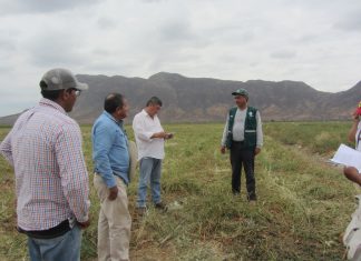 Senasa: Verifican cumplimiento de periodo de campo limpio en predios de Capsicum en Olmos