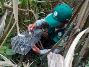 Senasa intensifica control de roedores por declaratoria de emergencia en Cajamarca