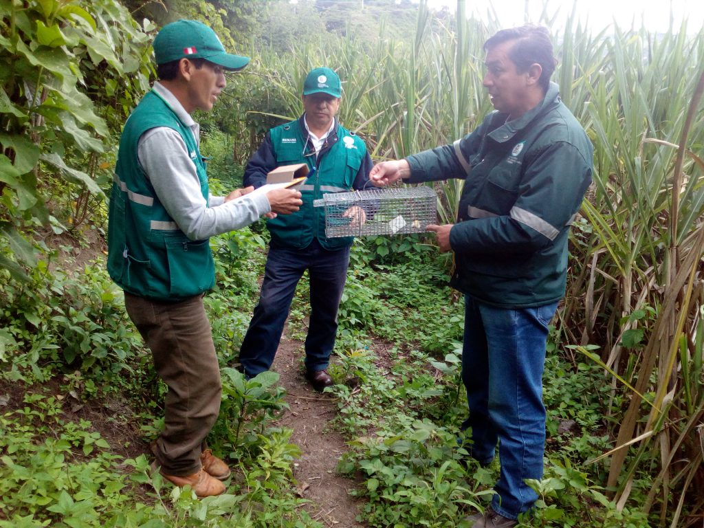 Senasa intensifica control de roedores por declaratoria de emergencia en Cajamarca