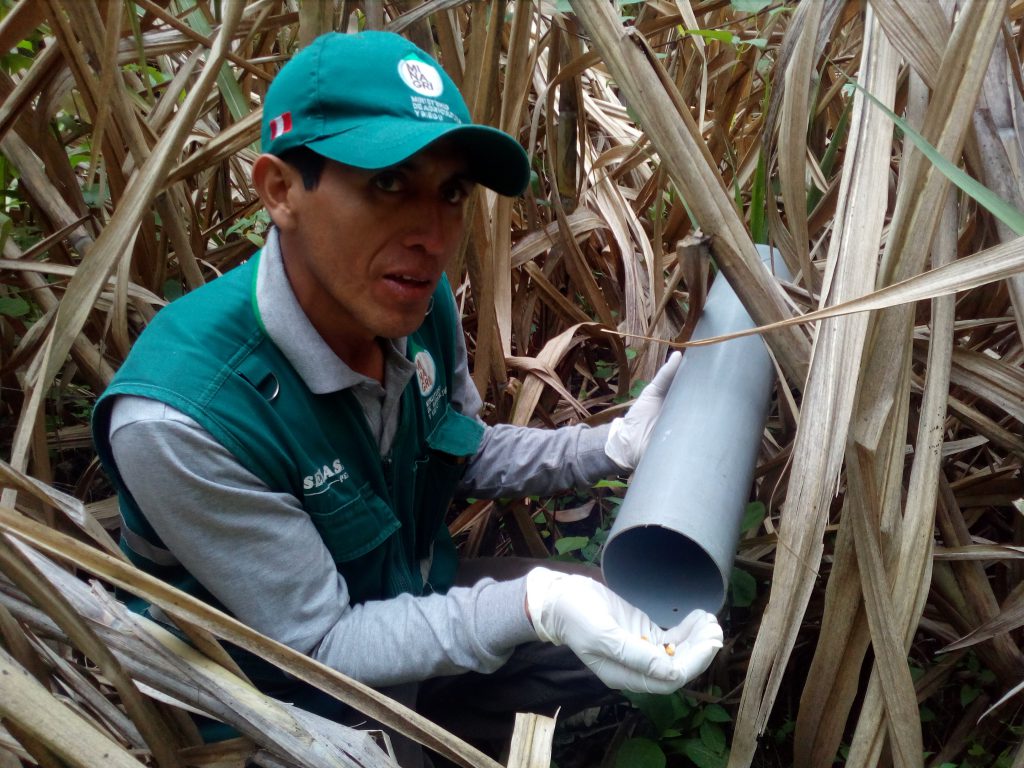 Senasa intensifica control de roedores por declaratoria de emergencia en Cajamarca