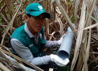 Senasa intensifica control de roedores en región Cajamarca