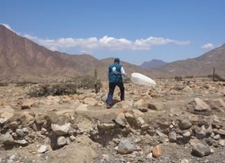 Senasa: Monitoreo de langosta migratoria en Cajamarca