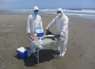 Senasa: Vigilancia zoosanitaria en el litoral de La Libertad