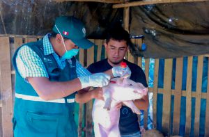 Senasa Perú e ICA de Colombia suman esfuerzos para erradicar enfermedades en vacunos y porcinos