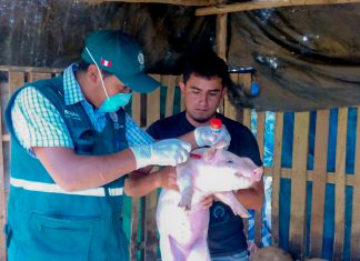 Senasa Perú e ICA de Colombia suman esfuerzos para erradicar enfermedades en vacunos y porcinos