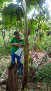 Senasa evalúa predios de cacao en Oxapampa