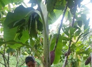 Pasco: Senasa evalúa predios de cacao en Oxapampa