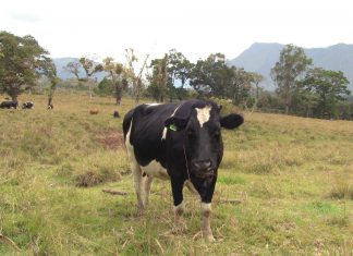 Senasa Pasco oficializa calendario de vacunación contra la rabia