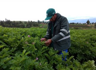 Ayacucho: Monitoreo de plagas de importancia económica en el cultivo de papa