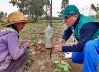 Ica: Control de gusano rosado de la India en el cultivo del algodón