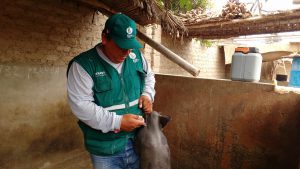 Senasa vacunó 8642 cerdos contra la peste porcina clásica en enero