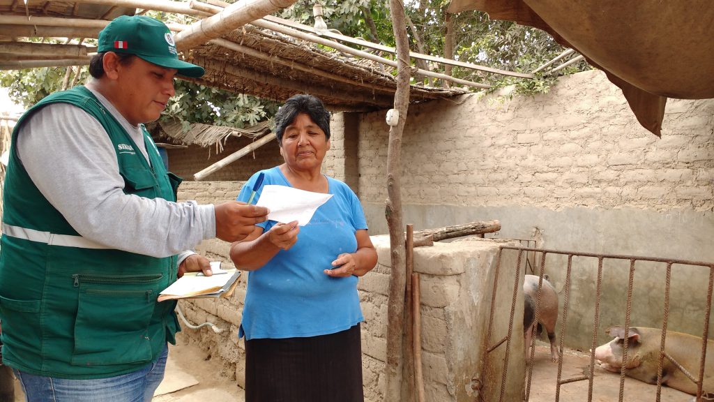 Senasa vacunó 8642 cerdos contra la peste porcina clásica en enero