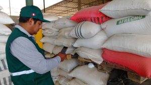 Senasa: - Monitoreo preventivo en granos almacenados