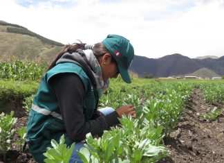 Cusco: Evaluación de cultivos de haba para detección de plagas
