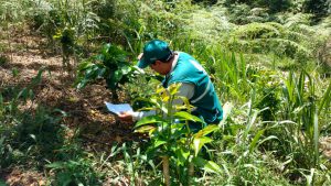 Senasa - Ojo de gallo, una enfermedad que afecta las plantaciones de café
