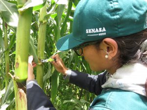 Senasa - Evaluación de plagas en el cultivo de maíz en el Cusco