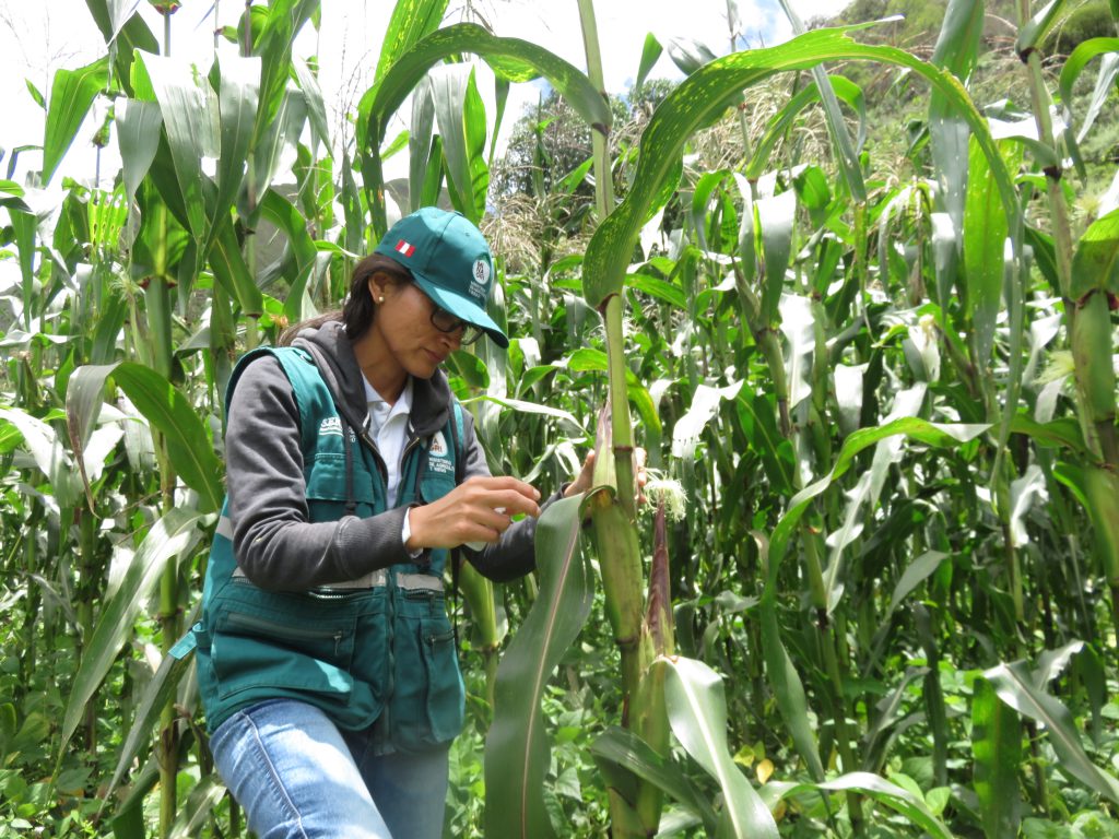 Senasa - Evaluación de plagas en el cultivo de maíz en el Cusco