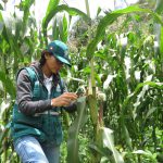 Senasa – Evaluación de plagas en el cultivo de maíz