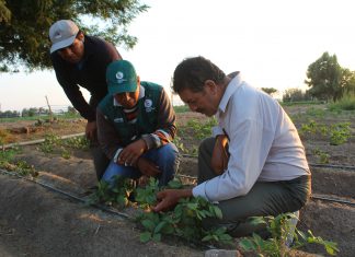 Arequipa: Senasa potencia cultivo de papa a través de Escuelas de Campo