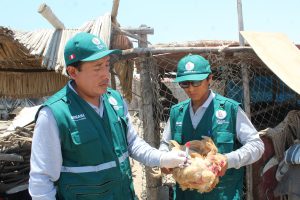 Senasa - Vigilancia activa de influenza aviar en Arequipa