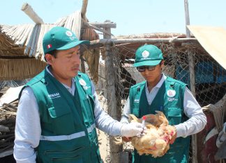 Senasa: Vigilancia activa de influenza aviar en Arequipa