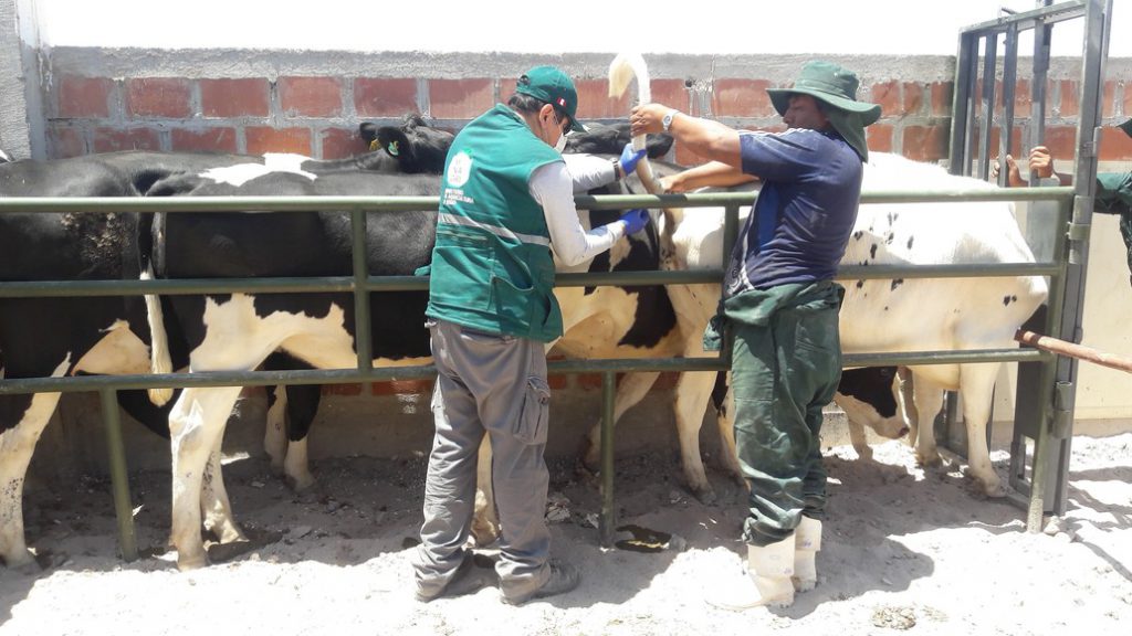Senasa - Toma de muestras serológicas de ganado bovino procedente de Chile