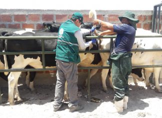 Senasa: Toma de muestras serológicas de ganado bovino procedente de Chile