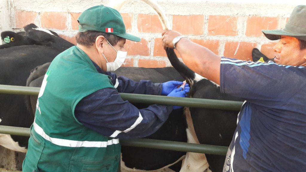 Senasa - Toma de muestras serológicas de ganado bovino procedente de Chile