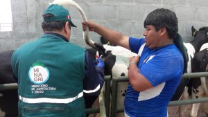 Senasa - Toma de muestras serológicas de ganado bovino procedente de Chile