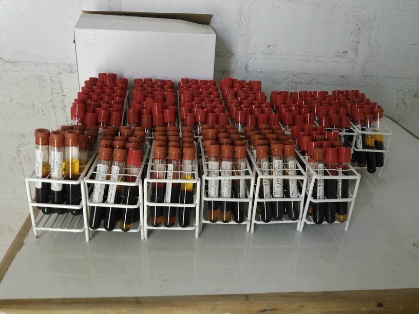 Senasa - Toma de muestras serológicas de ganado bovino procedente de Chile