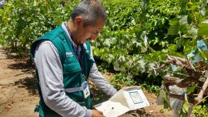 Senasa - Monitoreo de plagas no presentes en el cultivo de uva