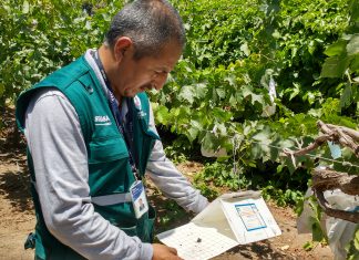 Huaura: Monitoreo de plagas no presentes en el cultivo de uva