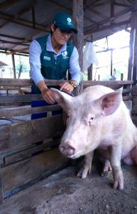 Senasa - Ocho mil cerdos vacunados contra la peste porcina clásica