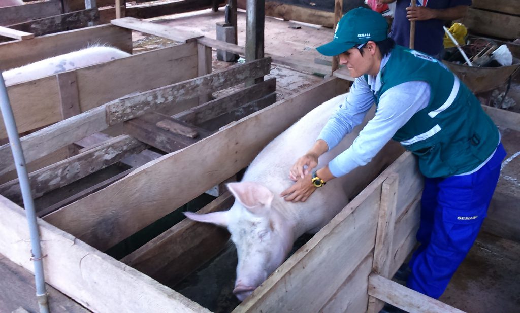 Senasa - Ocho mil cerdos vacunados contra la peste porcina clásica